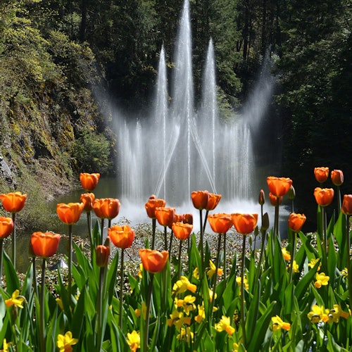 前景有橙色郁金香和黄色花朵,背景是高大的喷泉和茂密的森林。