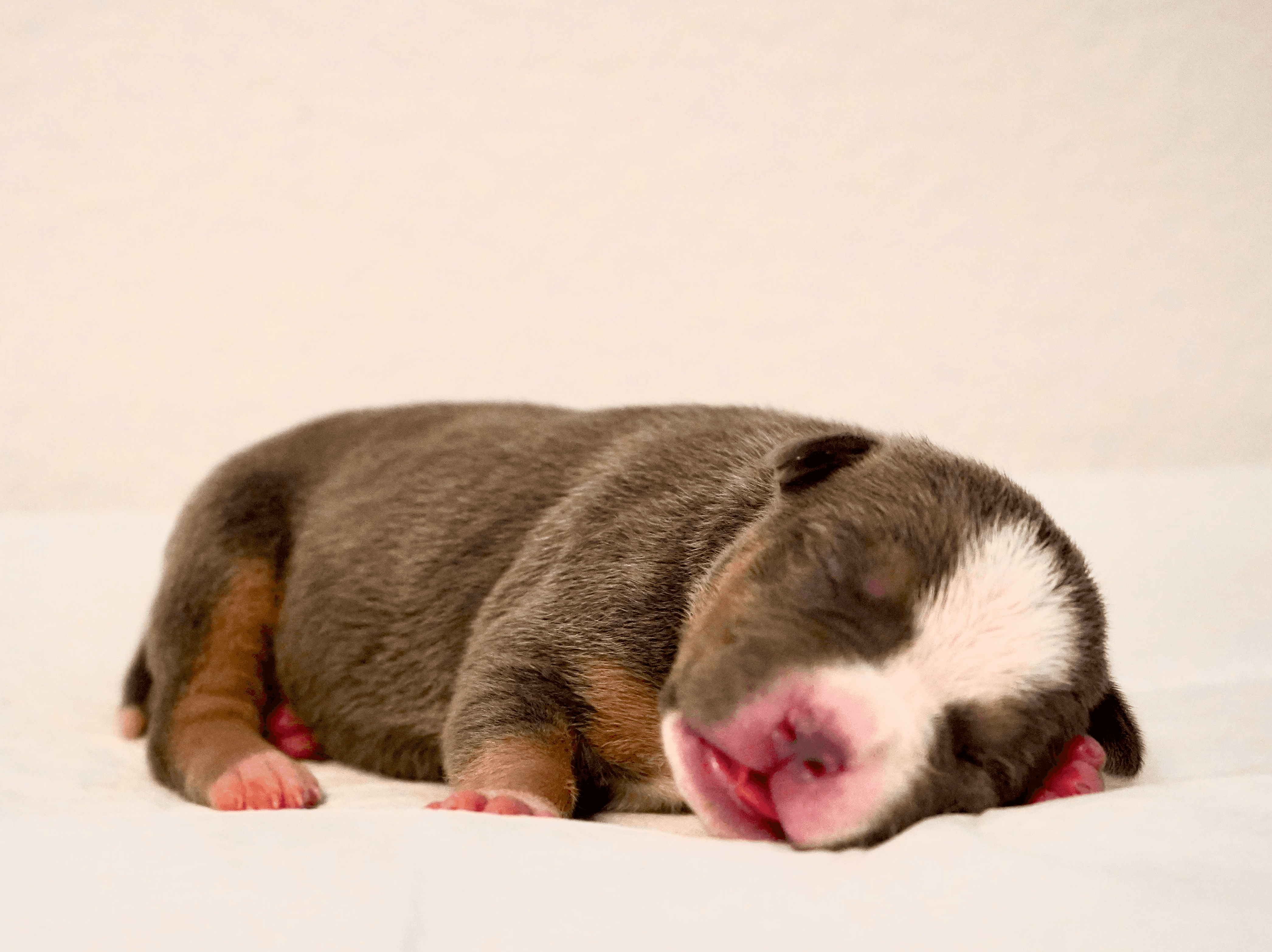 Big Dawg Bullies American Bully for sale - Black Tri Female 