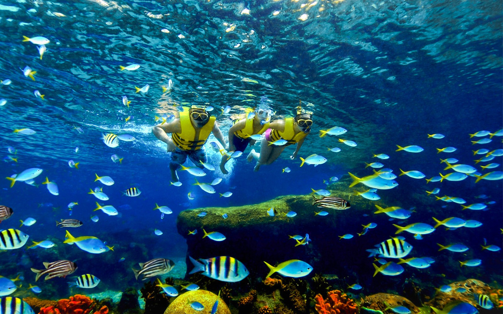 Snorkelers exploring vibrant marine life at Adventure Cove Waterpark.