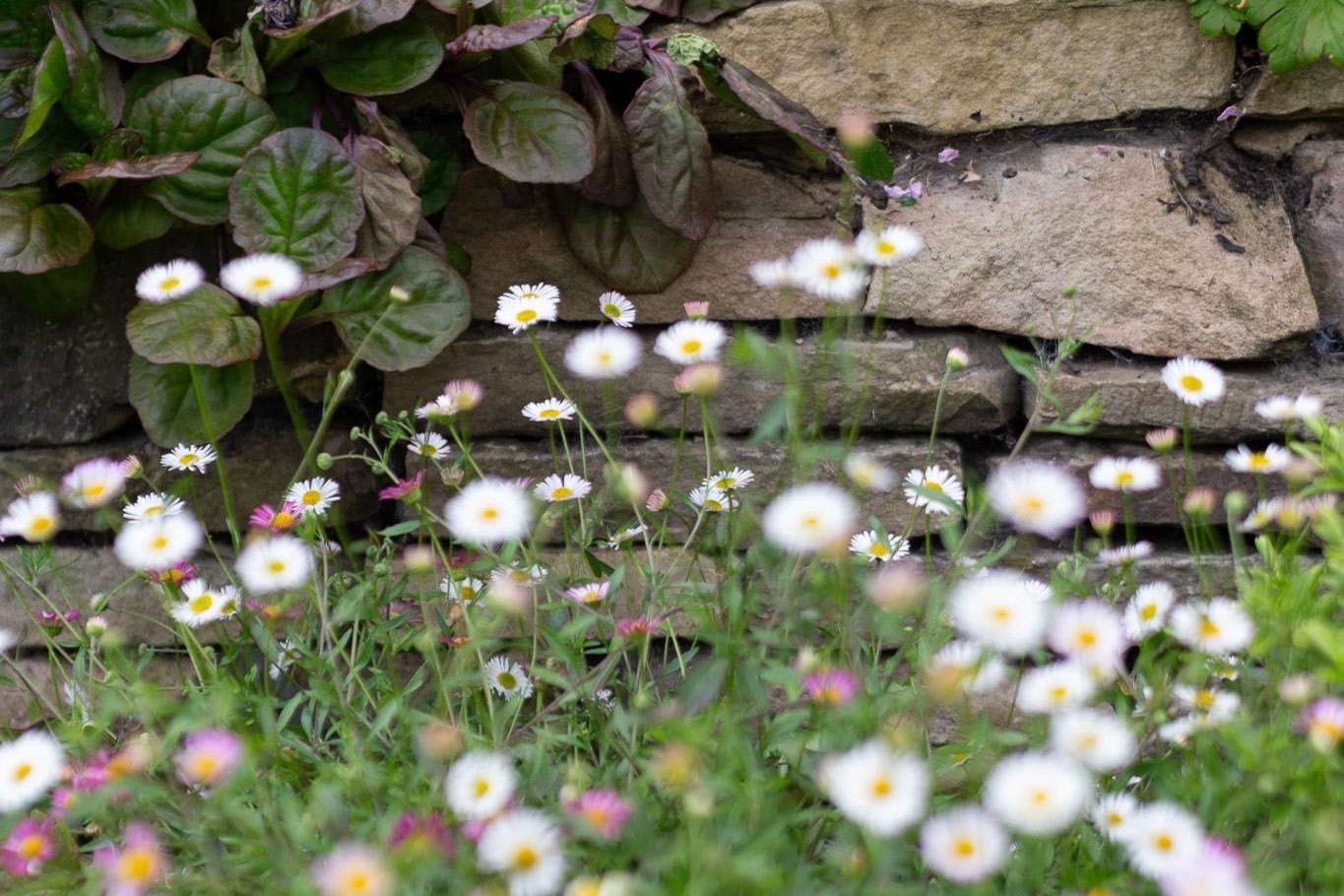 Classic Cottage Garden
