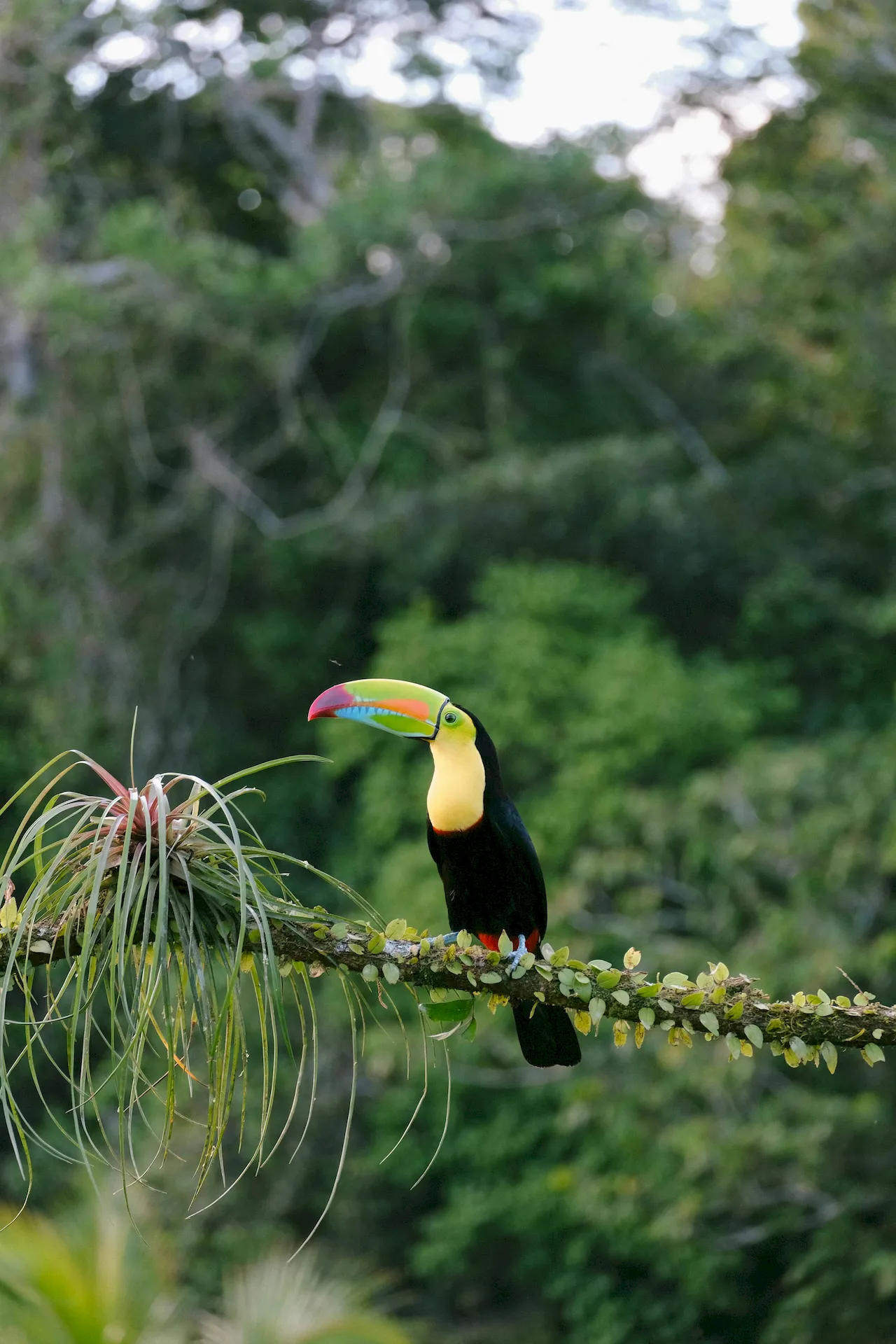 Tucan in Belize Jungle