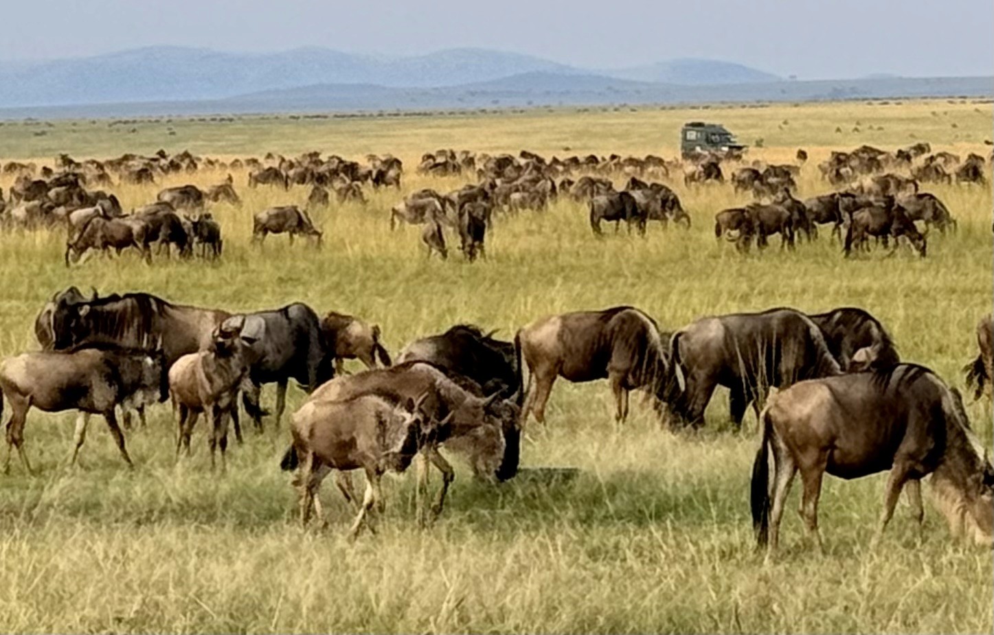 Gathering of wildebeest across the savannah for the great migration