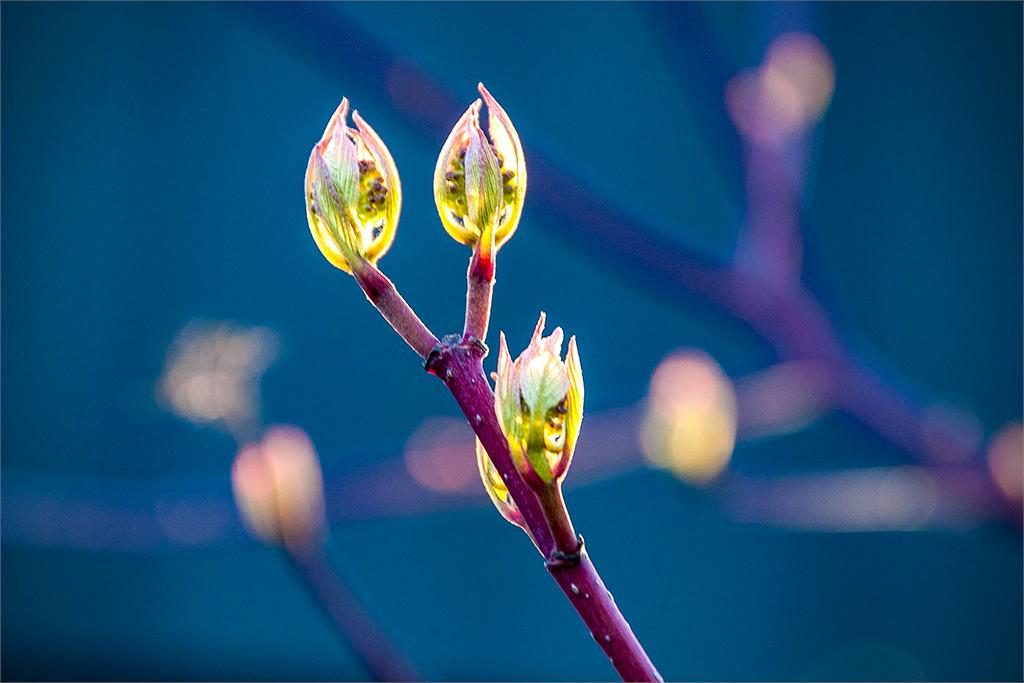 Purple Flower