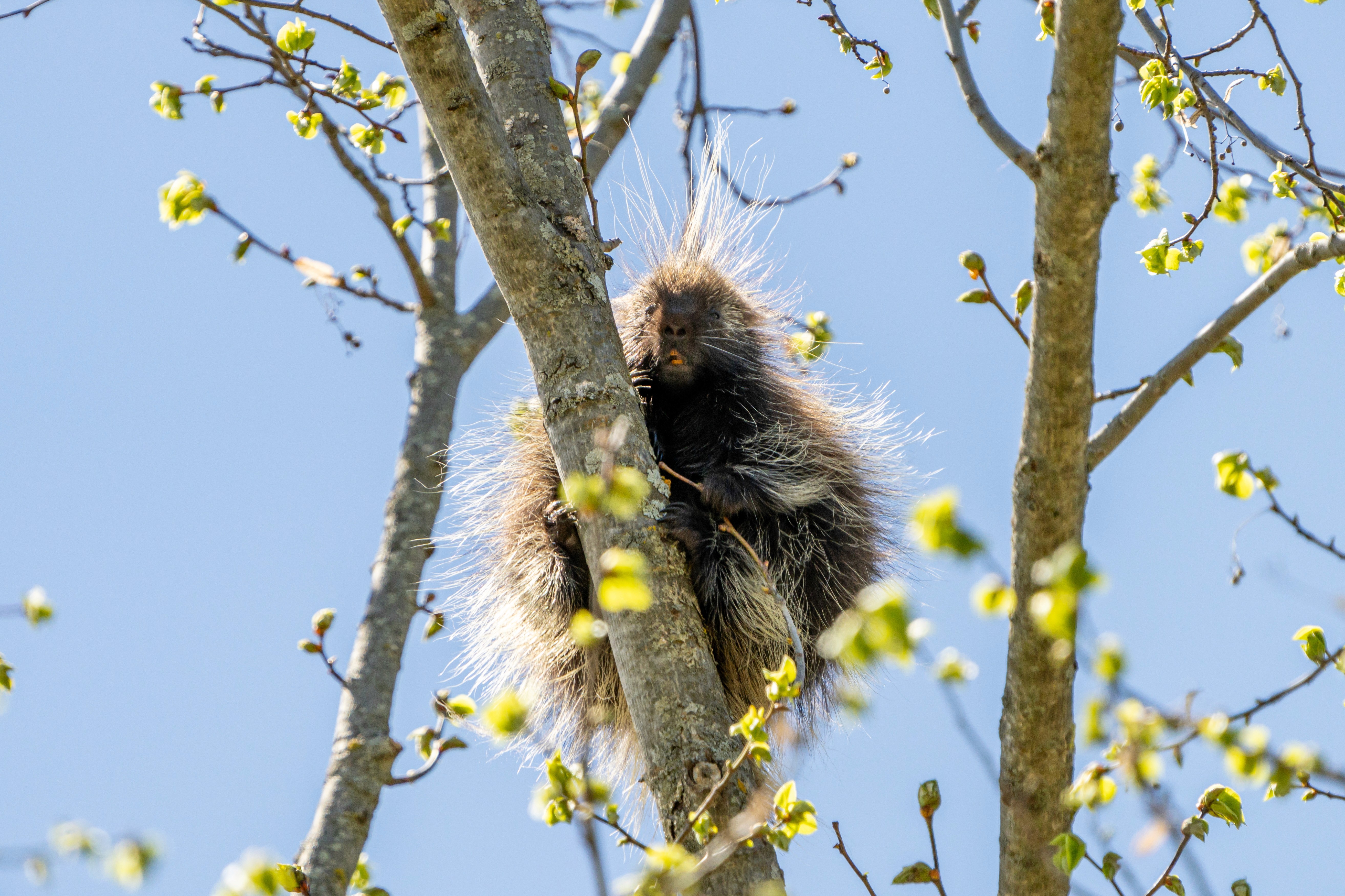 Here comes the alt text