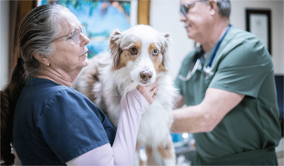 Veterinarians taking care of a dog during a checkup.
