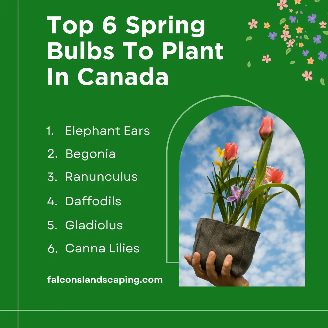 An infographic on the top spring bulbs to plant in Canada