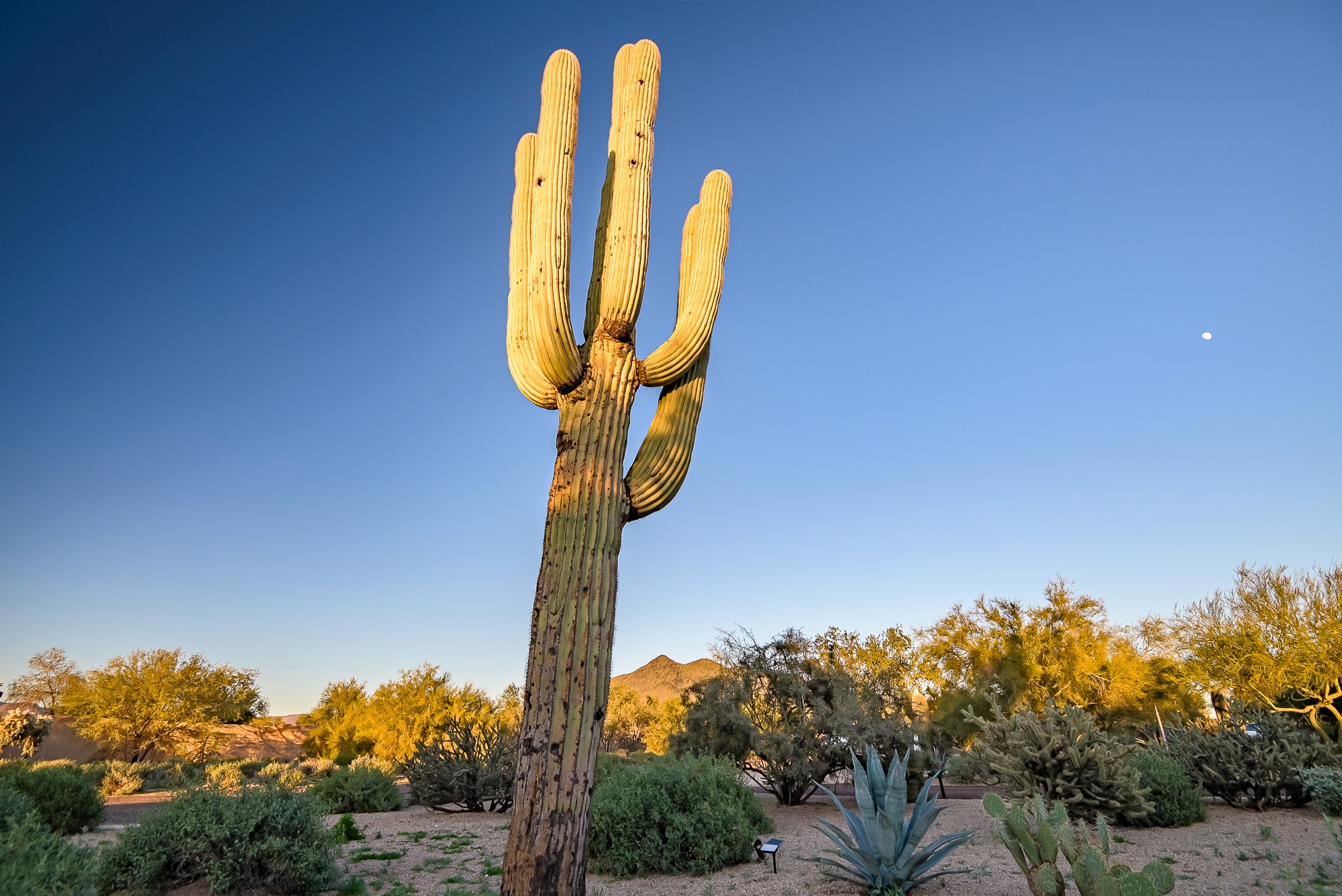Desert Thermal Sanctuary