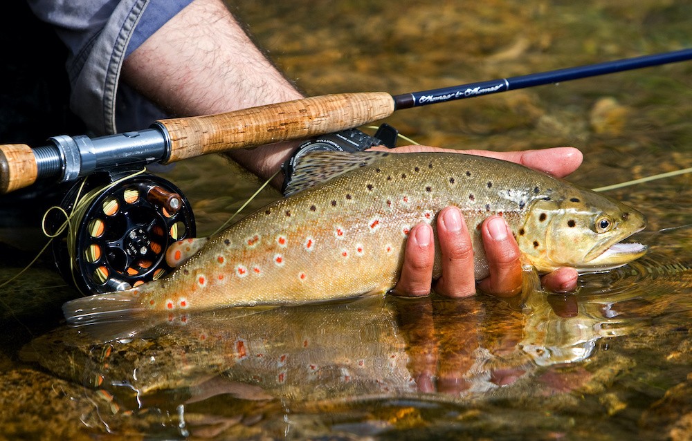 brown trout caught