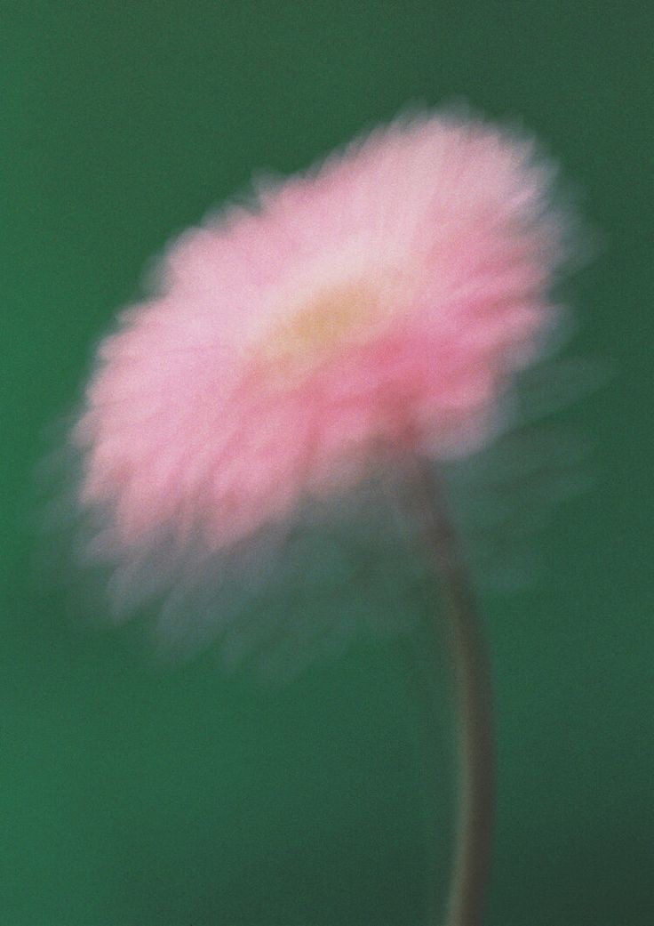 Bloom