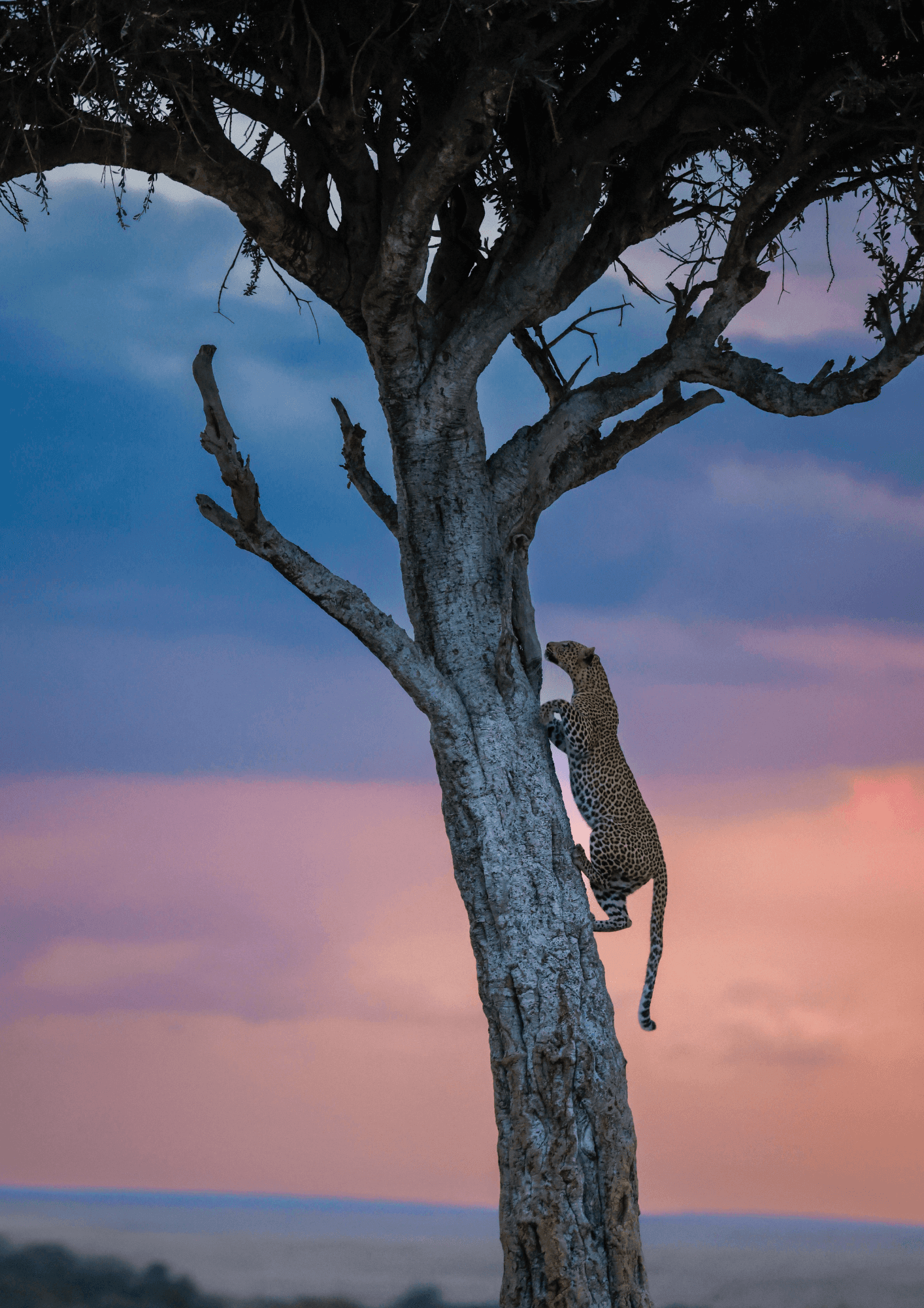 A leopard climbs a tall tree against the backdrop of a vibrant sunset sky, with hues of pink, purple, and blue blending together.