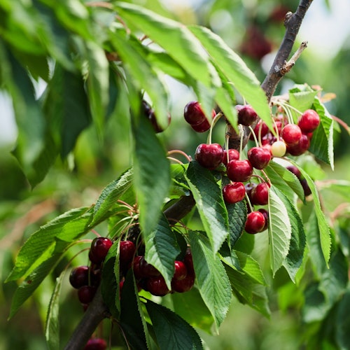 پکی ہوئی سرخ چیریاں ایک درخت کی شاخ سے ہری پتیاں کے ساتھ لٹکی ہوئی ہیں۔