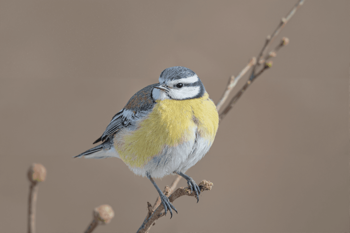 bird
