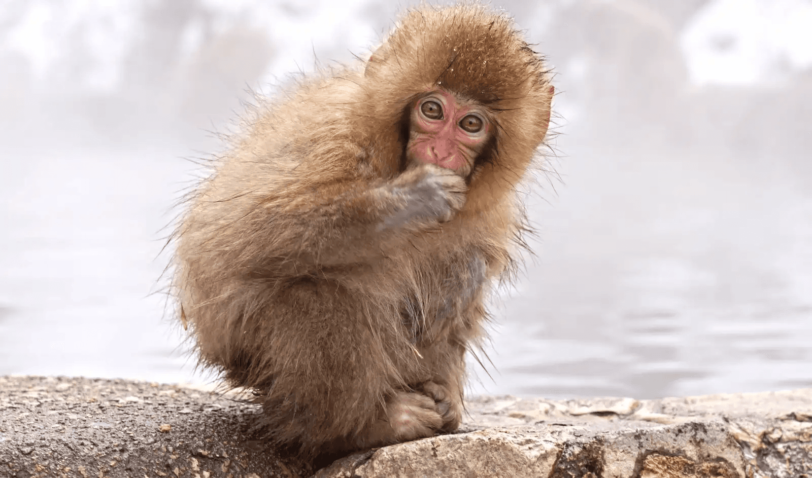 A young snow monkey hunched against the early-winter cold at the edge of the hot spring