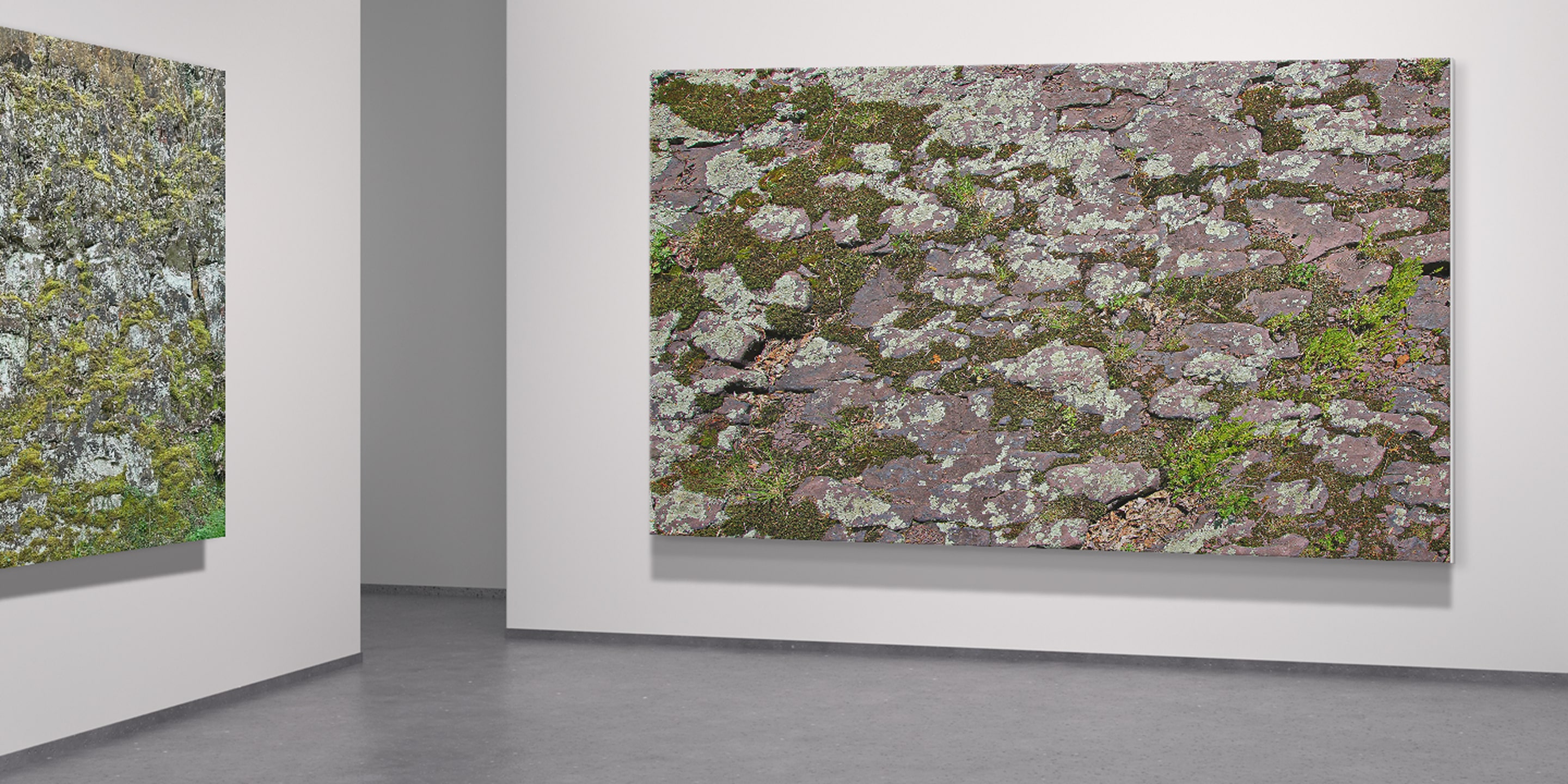 Large photographic print of moss and lichen growing across cracked stone, displayed in a minimalist gallery. The close-up texture and muted earth tones emphasize natural patterns of decay and quiet persistence.