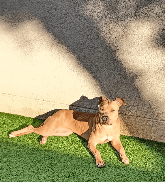 5 star review of doggy doggy home boarding in dubai