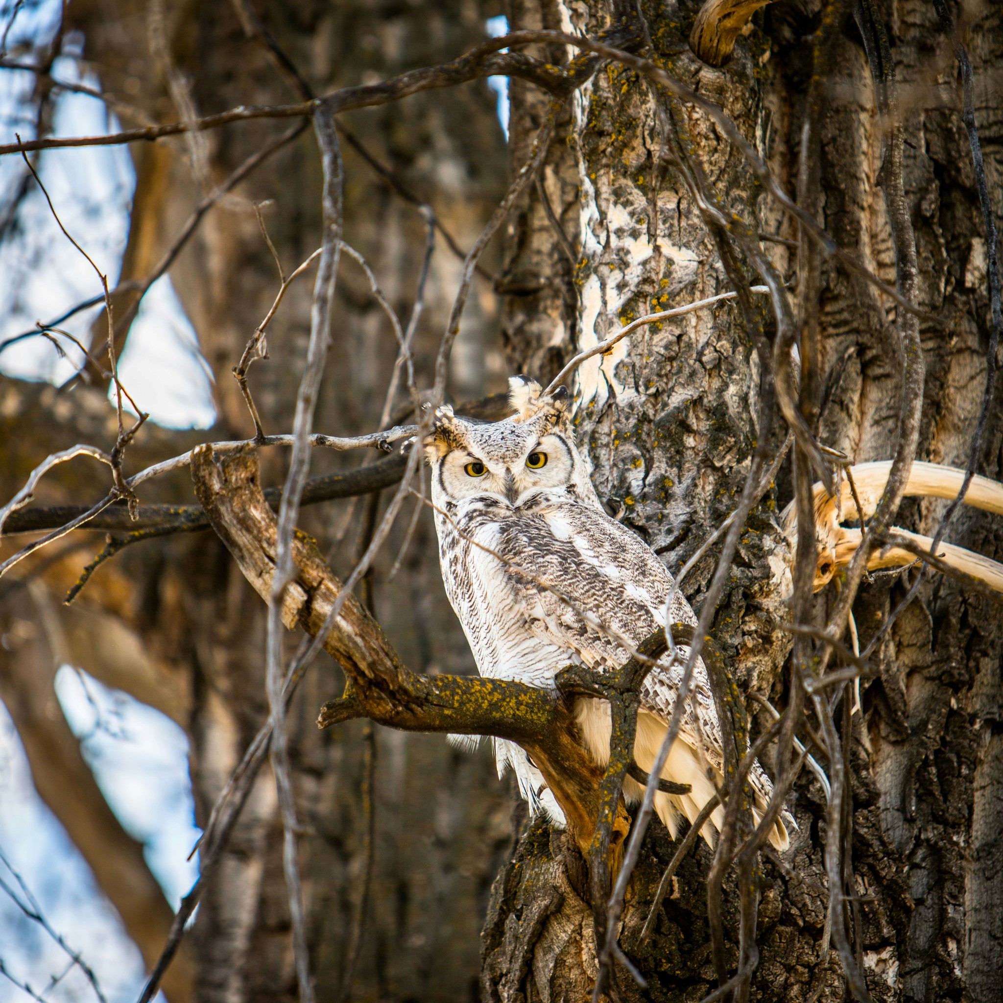 Owl hidden in a tree branch