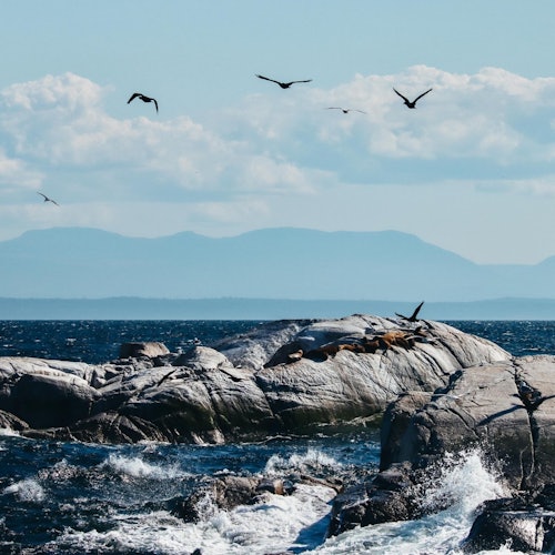 Whale Watching Tour: Small Group Adventure