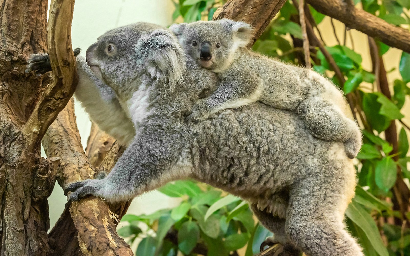 Koala dengan anak di atas cabang pohon di Kebun Binatang Schönbrunn.