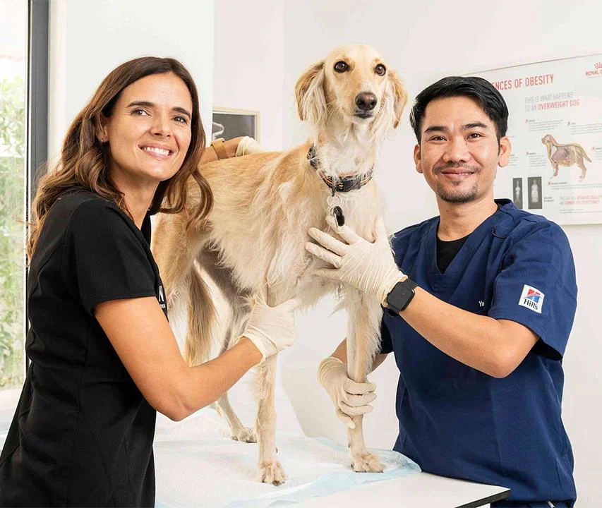 Our veterinary team performs a complete health check-up on a dog to issue a health certificate for a pet passport