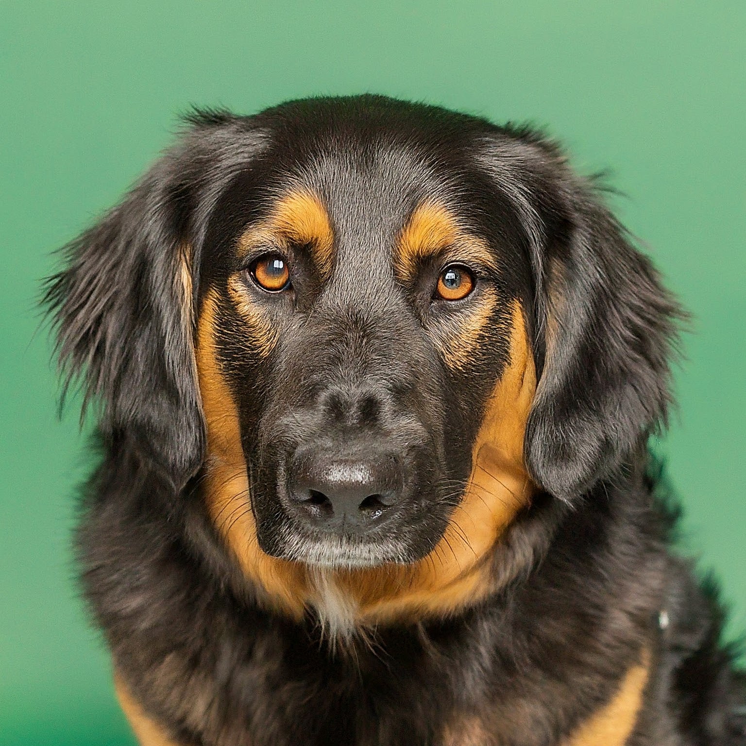 BUDDYUNO, Golden Shepherd