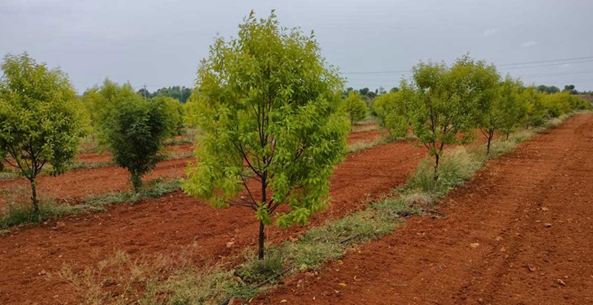 Economic Benefits of Red Sandalwood Cultivation blog cover