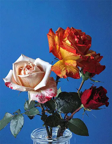 Mathias Cavaglieri Bouquet