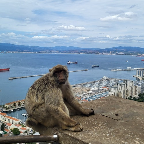 直布羅陀山上的猕猴