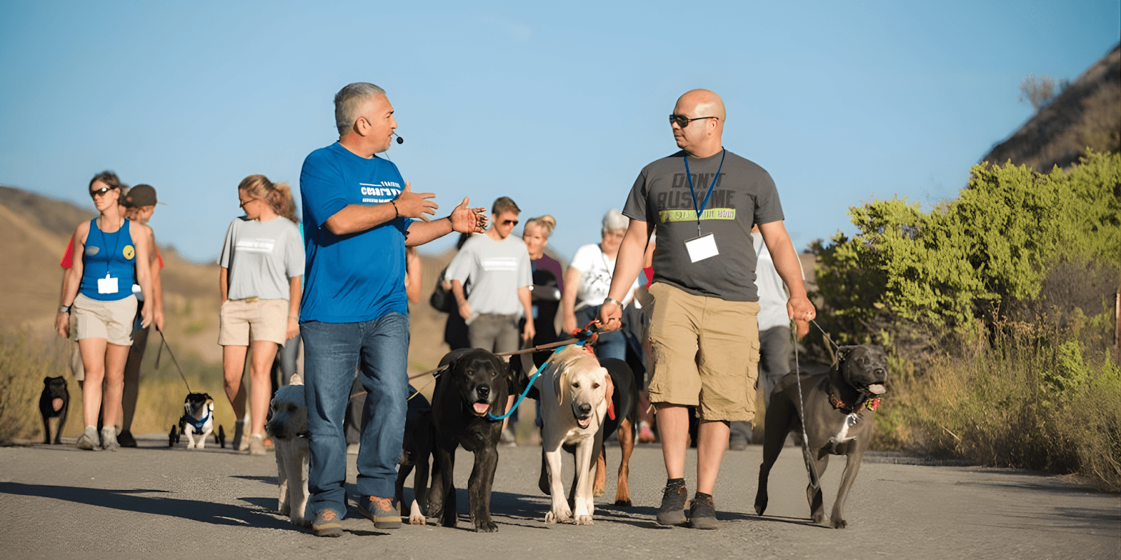 A group of dog owners and trainers walking with dogs, participating in Mr. Pit's training program.