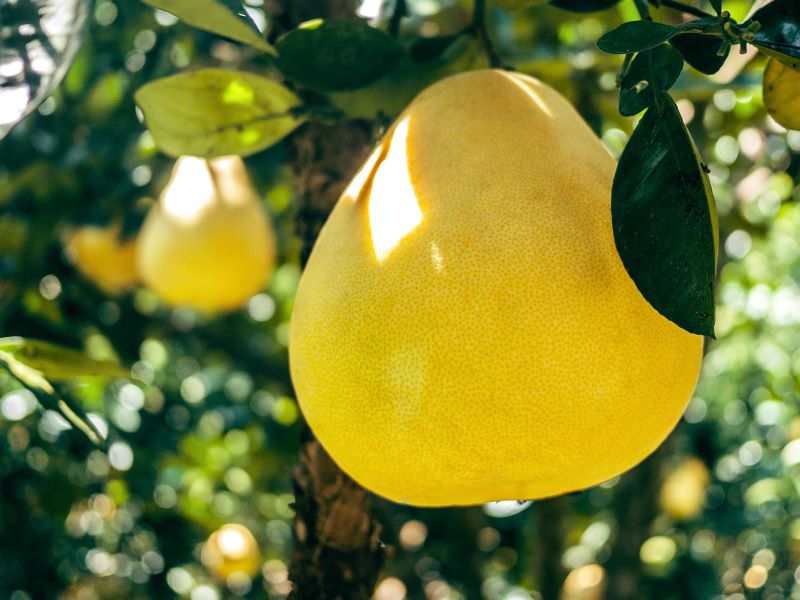 Pomelo