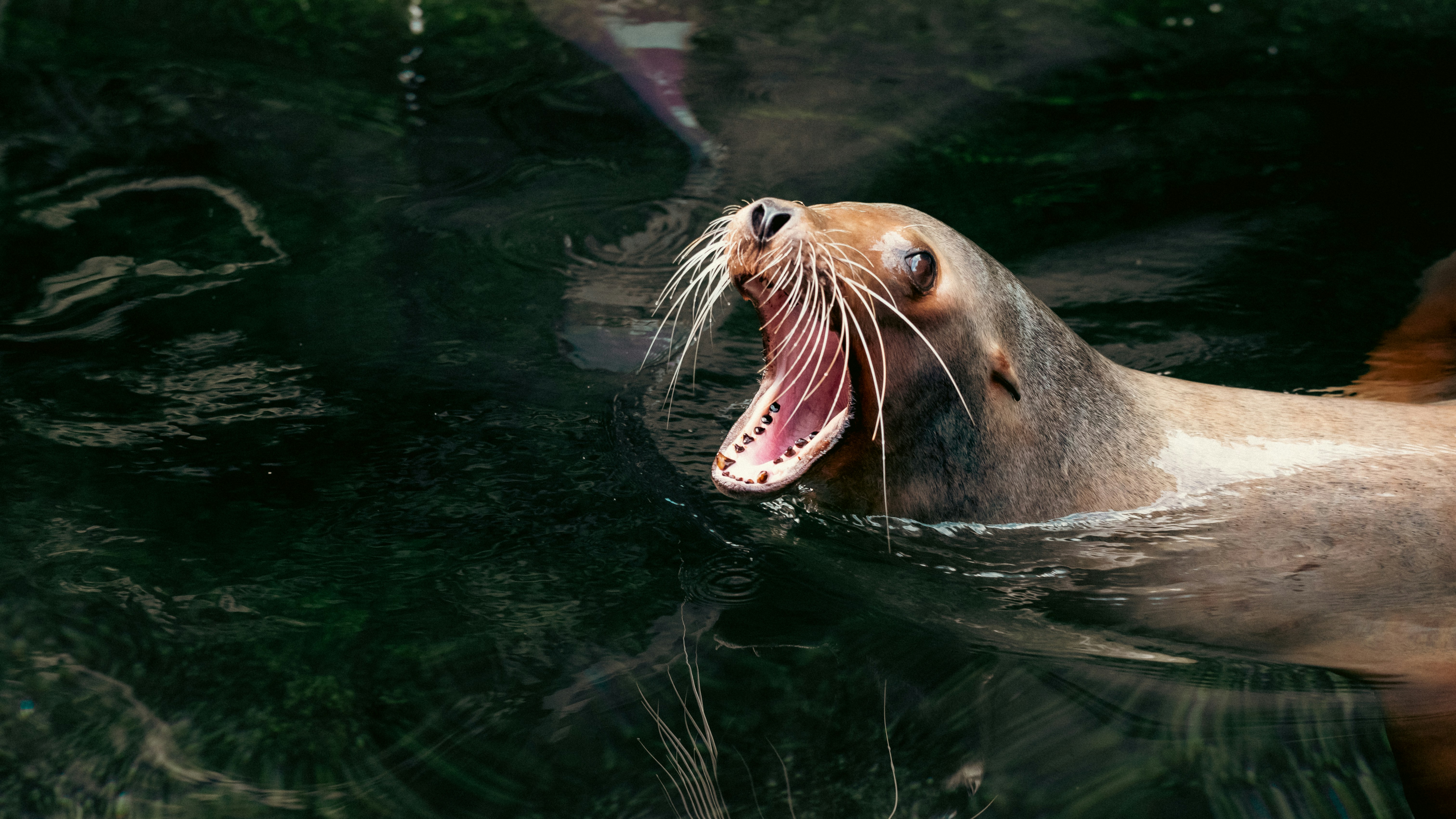 Sea Lion