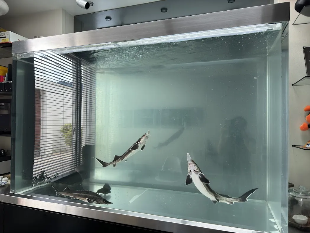 大型水槽内を泳ぐチョウザメを飼育した迫力のある淡水アクアリウム