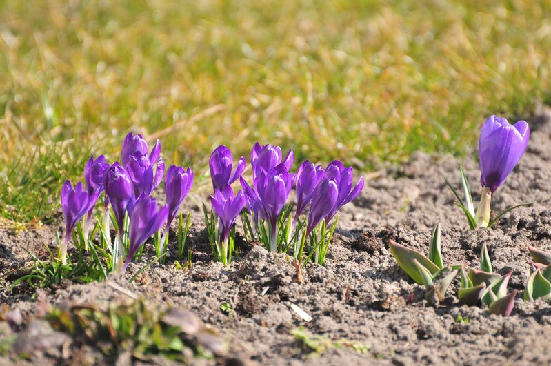 crocus bulbs emerging flower stalks