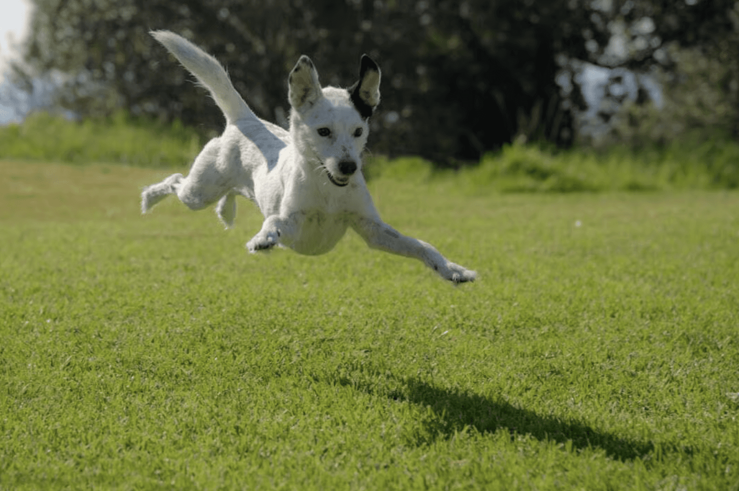conscious choice to train with love not intimidation through snout values