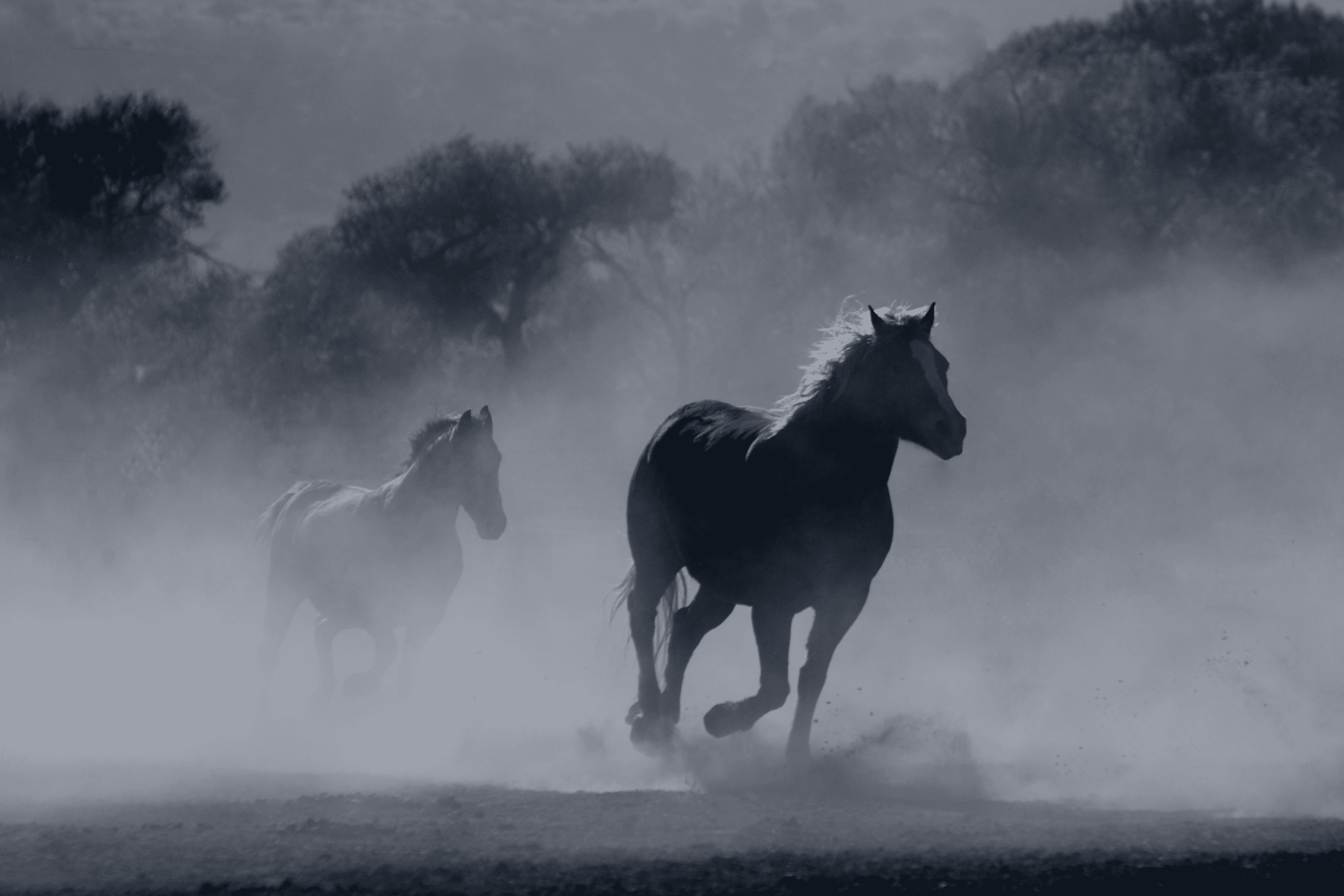 Two horses running through a field together