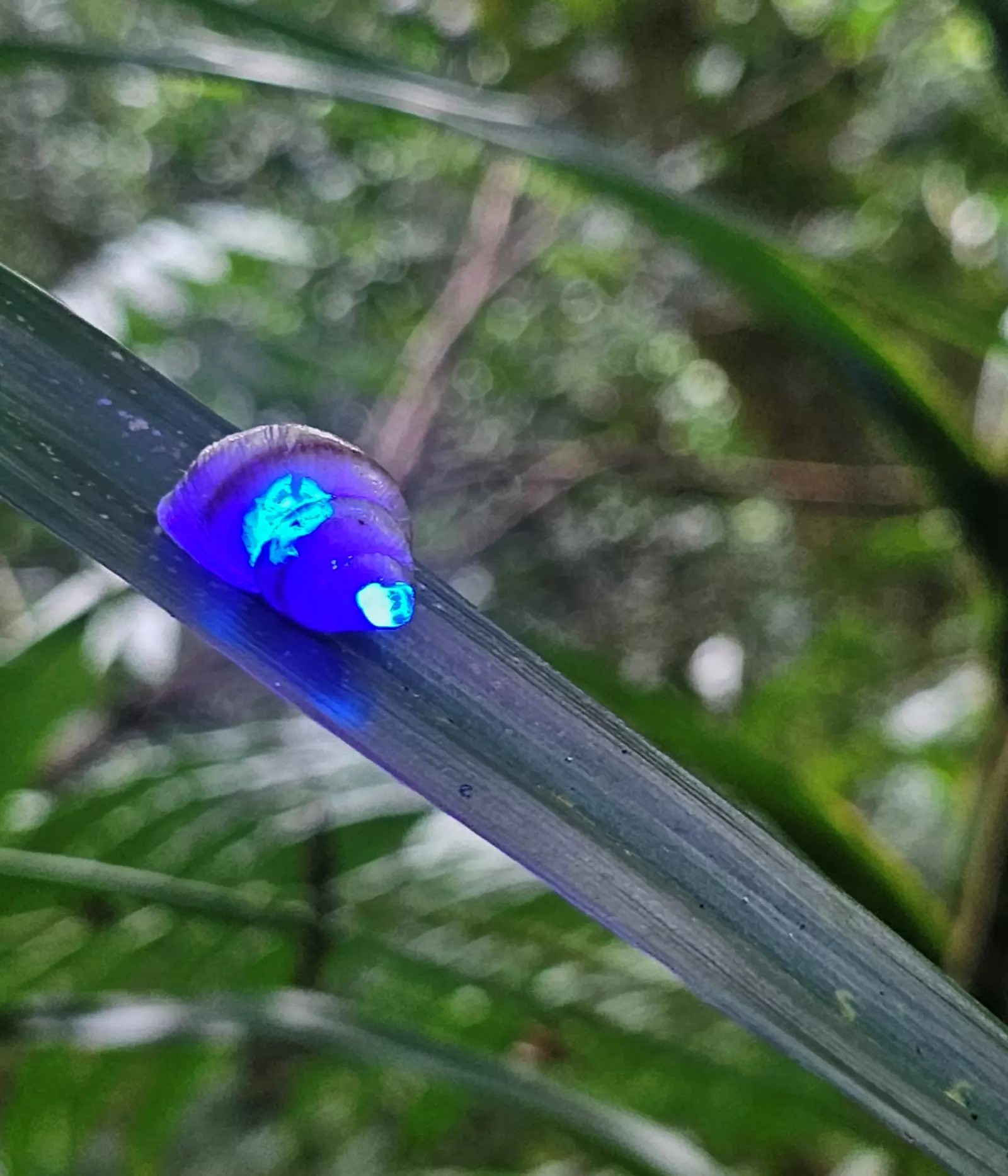 Glow in the dark snail