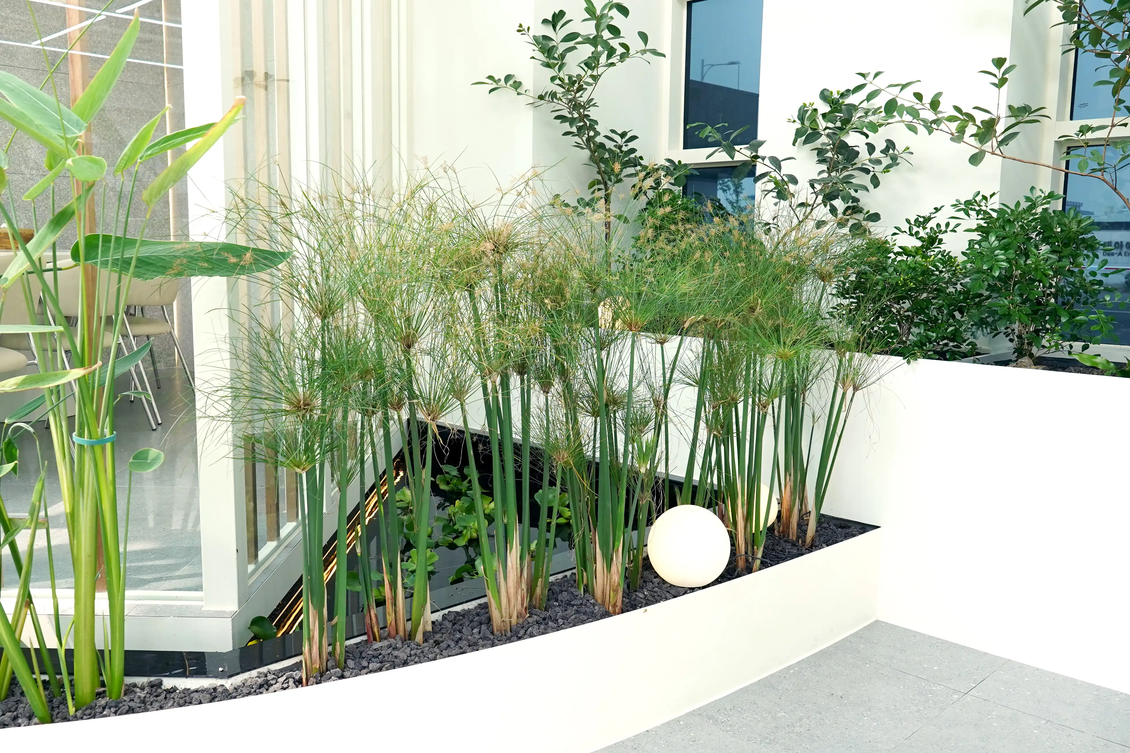 실내조경에 활용된 파피루스 수생식물