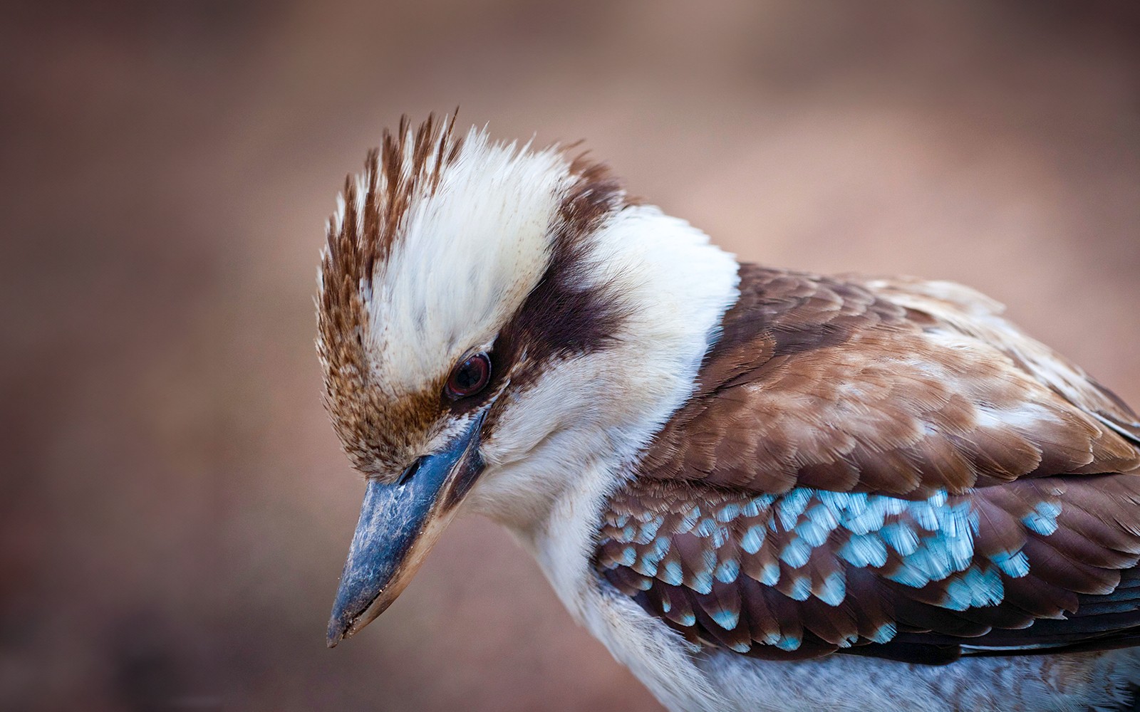 Blue Mountains bushwalk with scenic lookouts and BBQ lunch near Sydney.