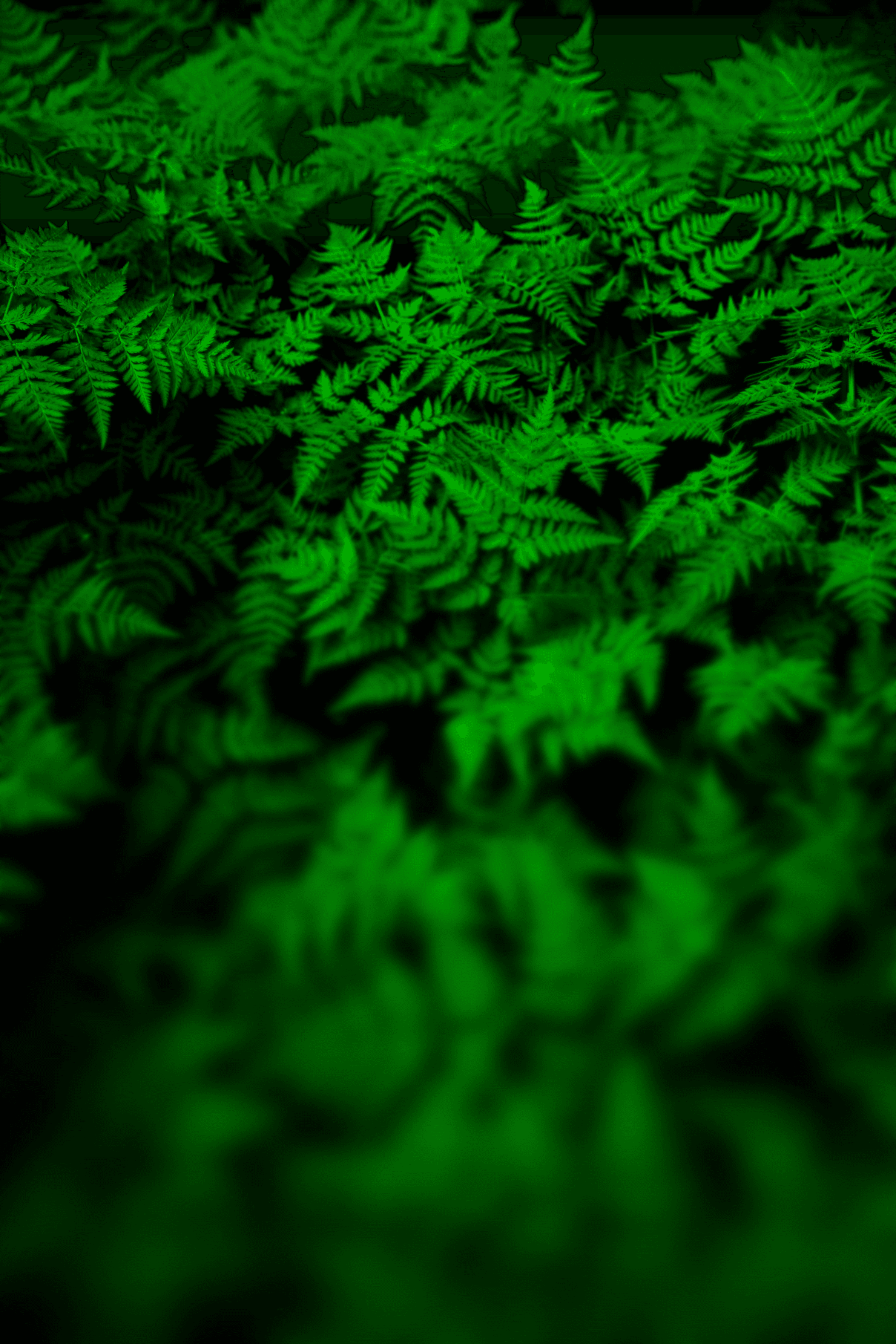 photo of green fern plant