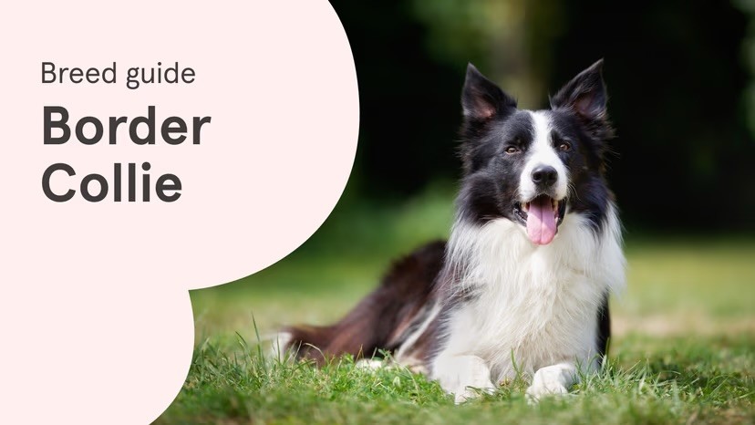 A black and white Border Collie lies on a grass lawn with tongue out, alongside a "Breed guide: Border Collie" text graphic on a pale pink background.