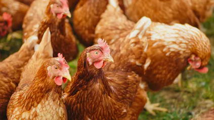 Laying hens
