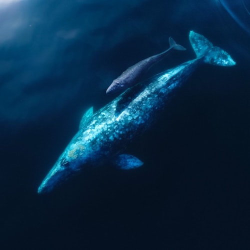 A large whale and a smaller whale swim together in deep, dark blue water.