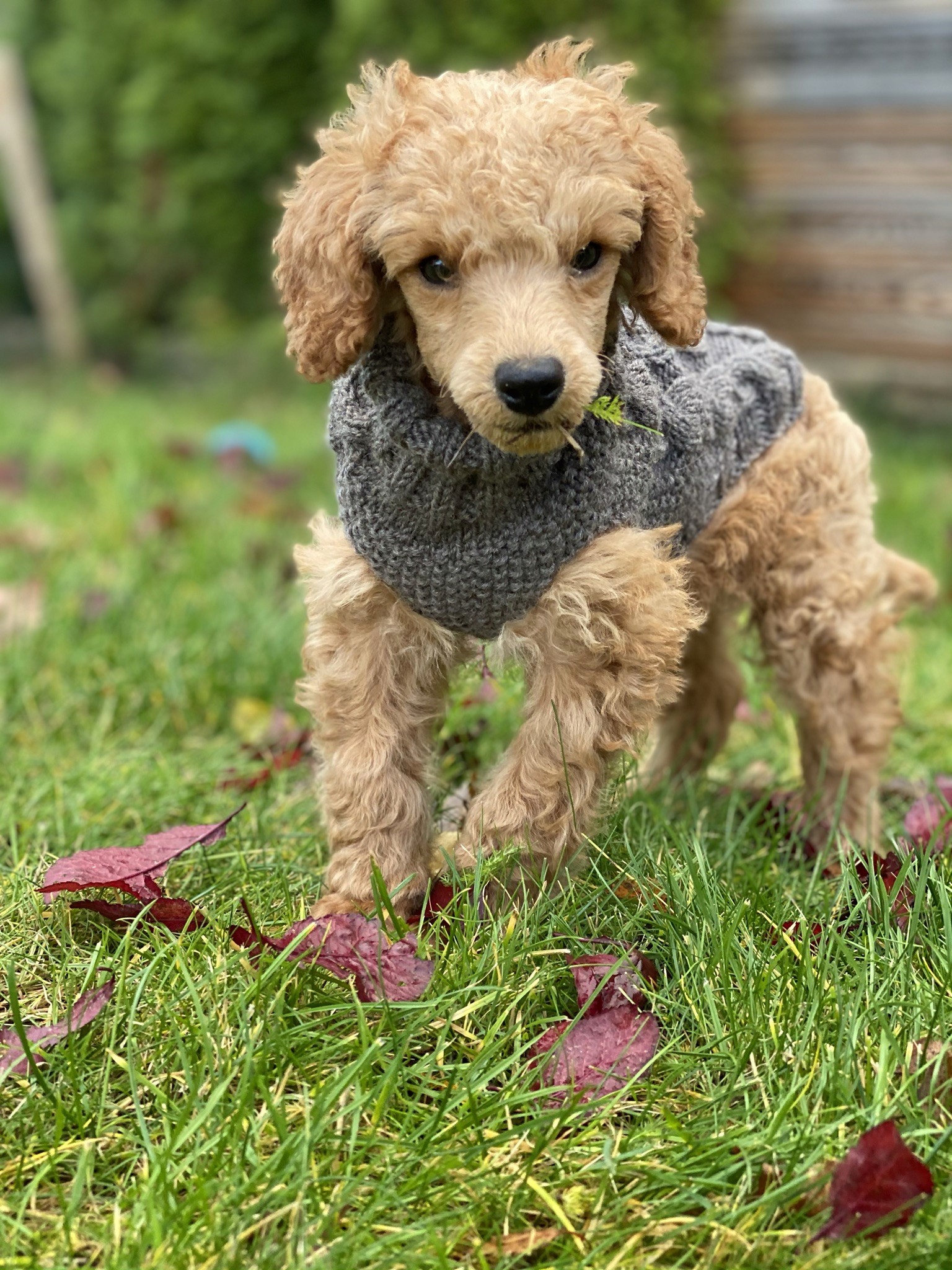 Dog photo