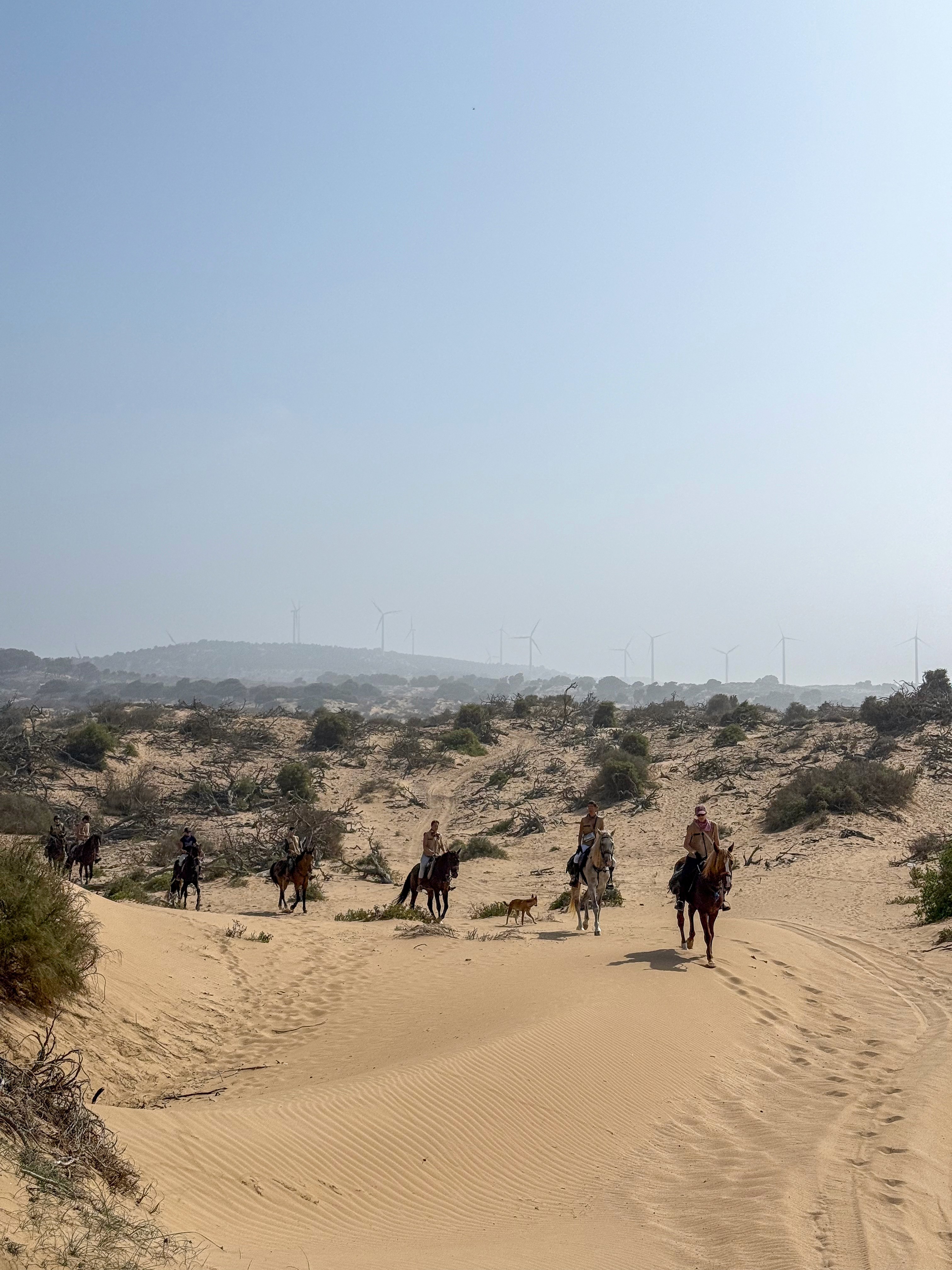Horse trekking