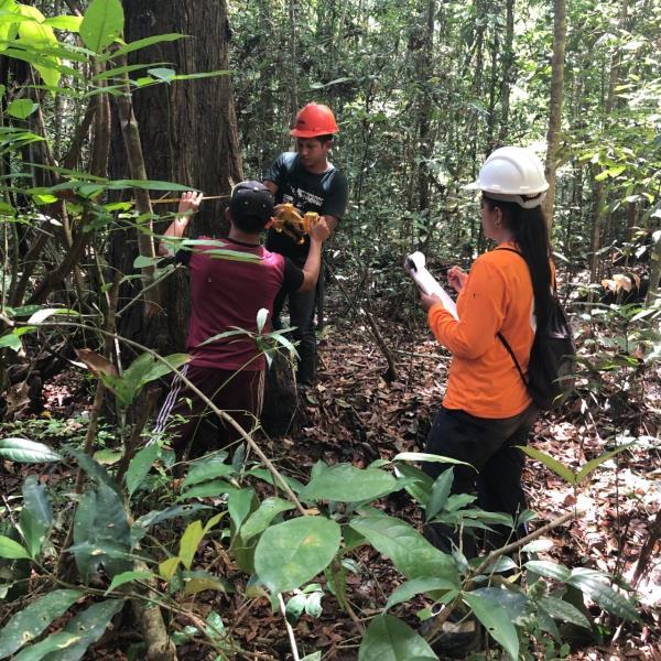 Waldlandschaft des Cikel-Amazon-Projekts in Brasilien.