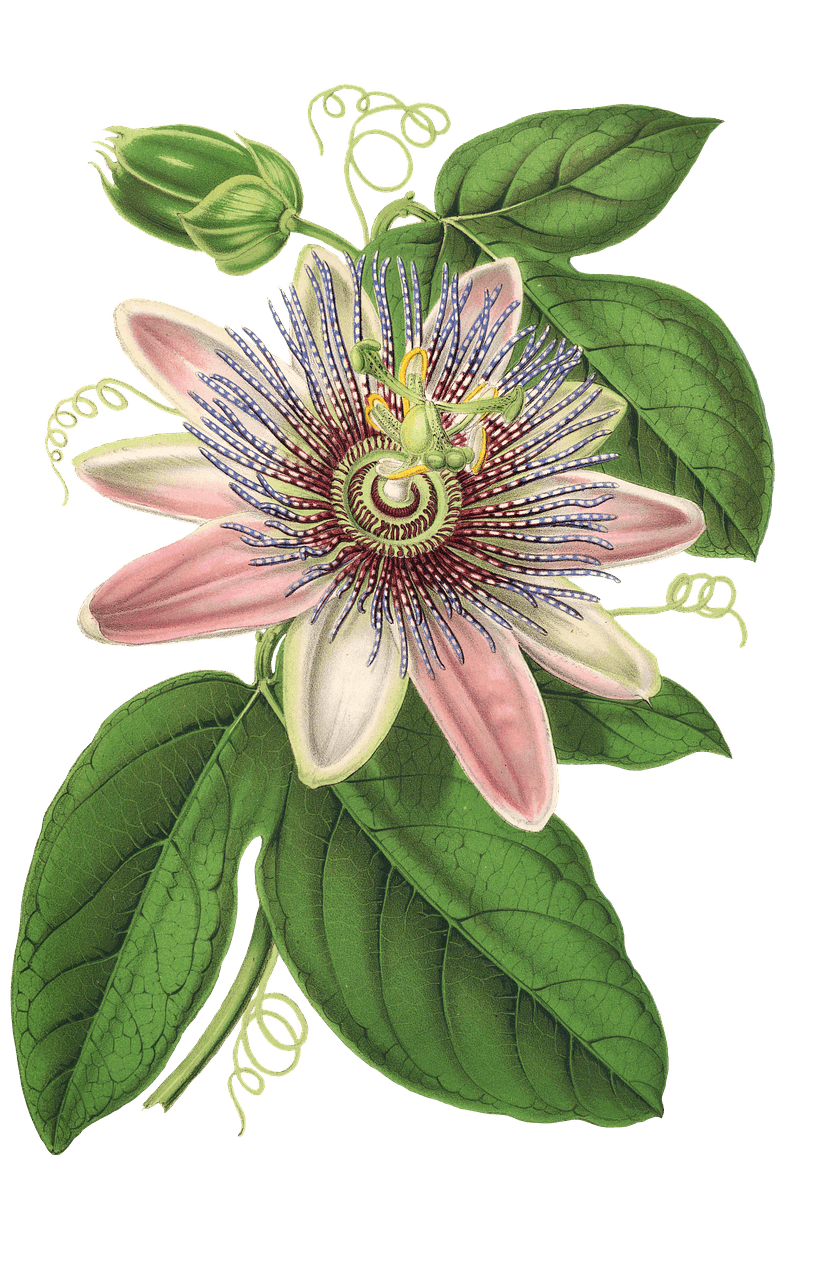 Wedding Flowers