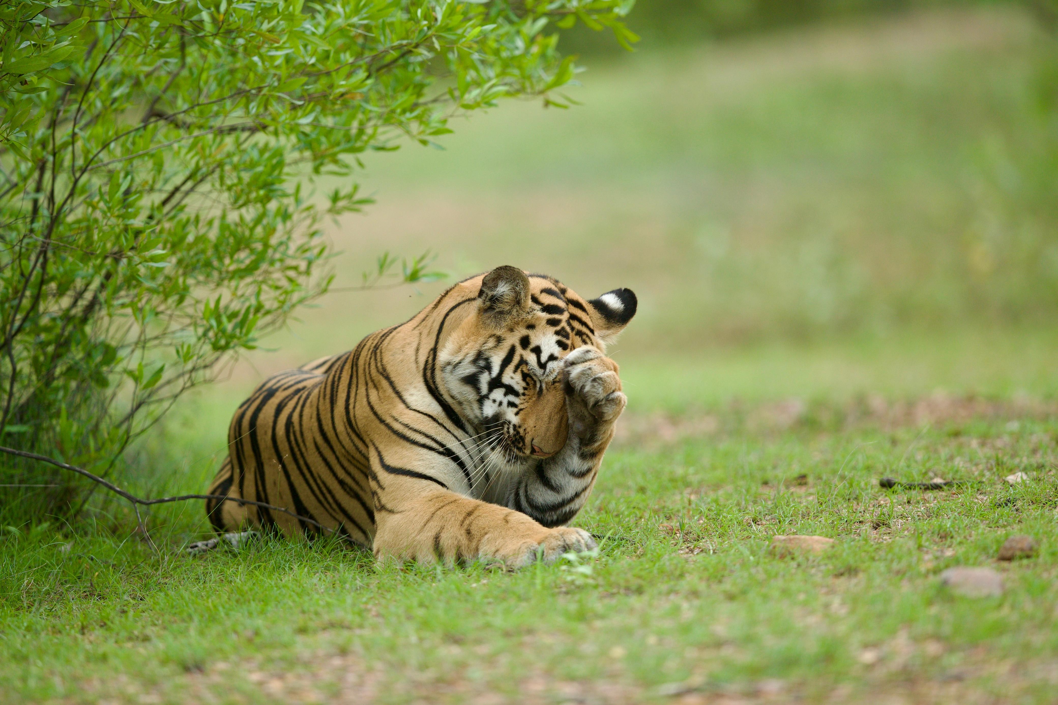 eyes-on-the-stripes-a-full-day-safari-experience