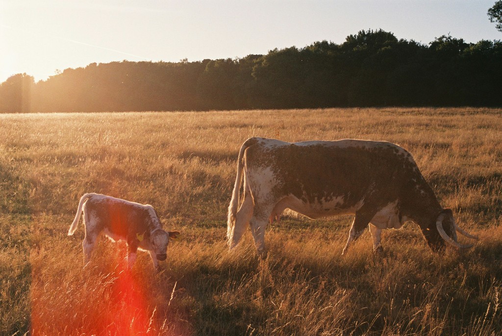 leche-con-sangre-en-vacas-que-recién-dieron-crías