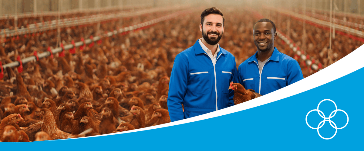 Poultry farm with two champrix people wearing blue overall and one farmer smiling and holding a chicken and the other one is a champrix advisor