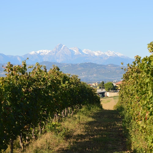 כרם עם שורות של גפנים, הרים עם פסגות מכוסות שלג ברקע תחת שמיים כחולים ובהירים.