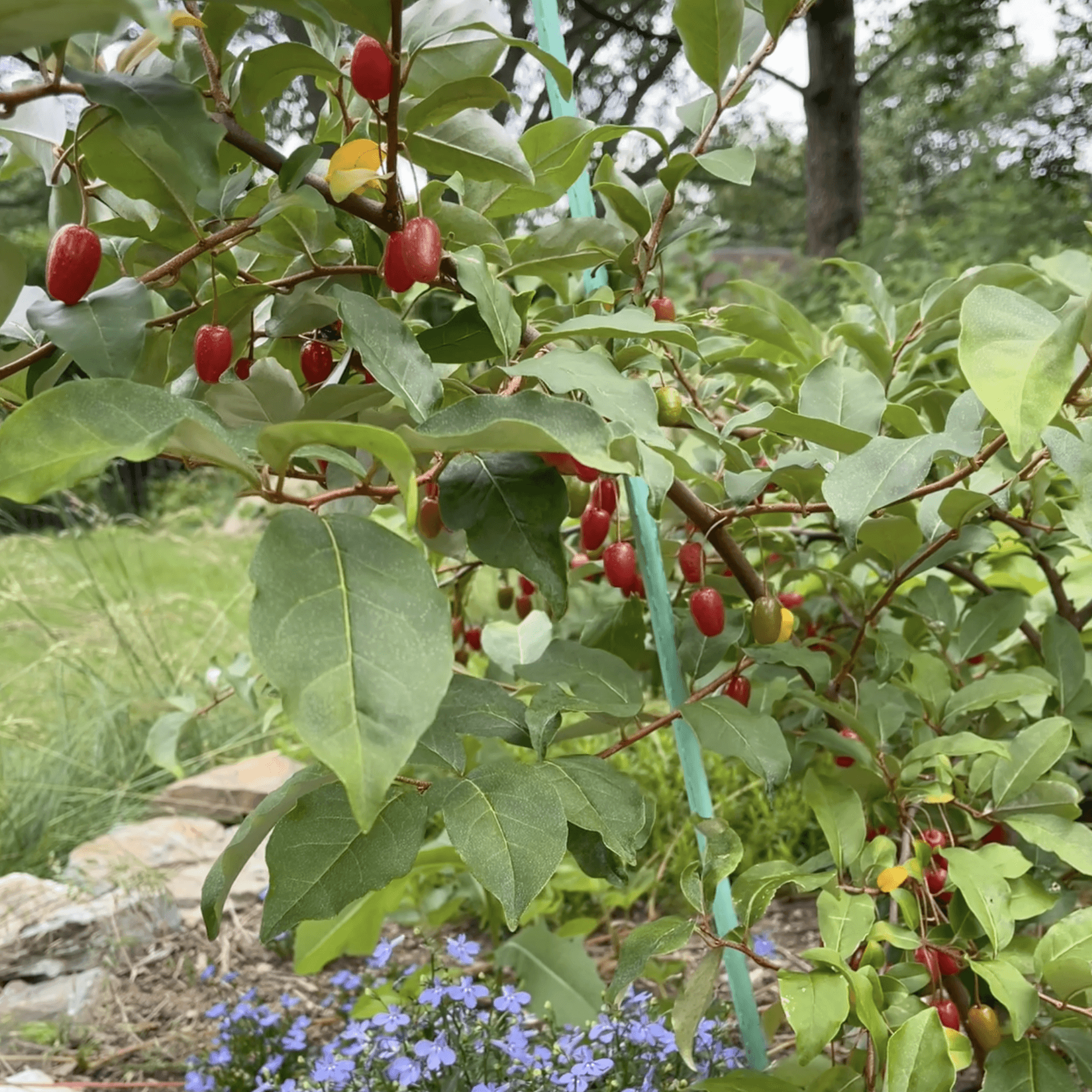 Goumi berries at multiple ripeness stages on the plant, showing why harvest occurs in waves